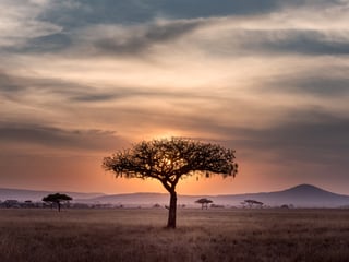 Un arbre solitaire dans une savane africaine au coucher du soleil